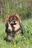 CHIEN FINNOIS DE LAPONIE 288